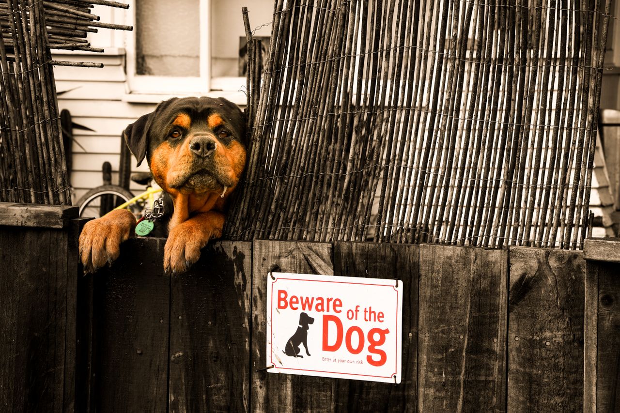 homeless dog playing with stick at snowy winter